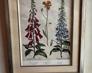 Basilius Besler Hortus Eystettensis Botanical Print Reproduction - Digitalis flore rubro, Hieracium peregrinum, Digitalis flore albo