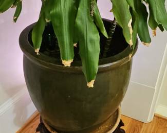 Large Dracaena fragrans 'Corn Plant' in Glazed Ceramic Planter with Carved Wooden Stand