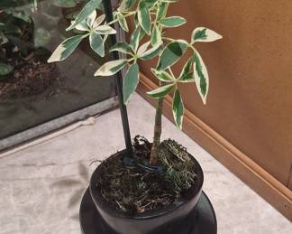 Schefflera 'Moondrop' Variegated Dwarf Umbrella Tree