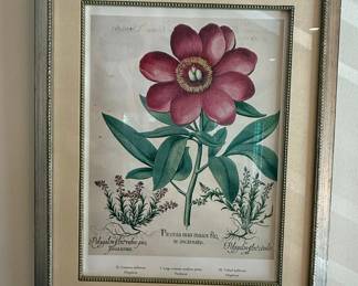 Basilius Besler 'Paeonia mas maior flore incarnato' Botanical Print Reproduction