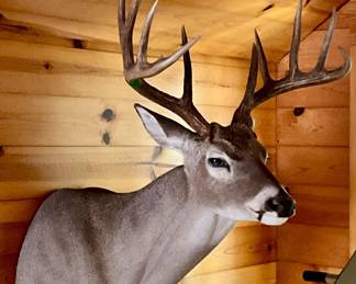 DEER SHOULDER MOUNT