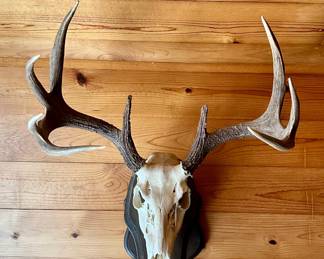 SKULL DEER MOUNT