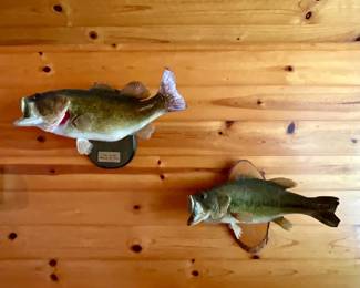 MOUNTED BASS FISH