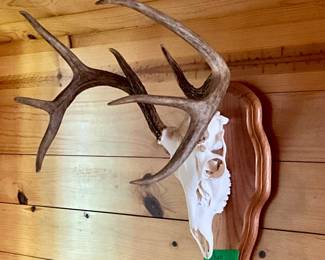 SKULL MOUNT DEER