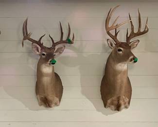 DEER SHOULDER MOUNTS
