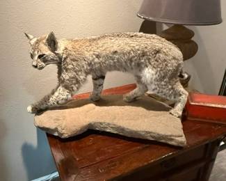 Standing Bobcat