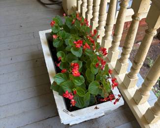 concrete planters with begonias