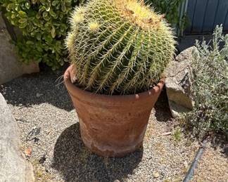 Mature Golden Barrel Cactus Echinocactus grusonii in Terracotta Pot