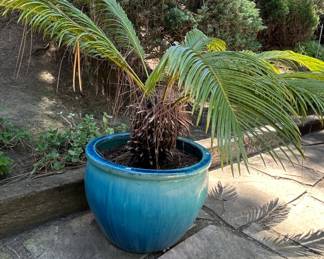 Sago Palm Cycas revoluta in Large Glazed Ceramic Planter second image