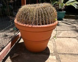 Mature Golden Barrel Cactus Echinocactus grusonii