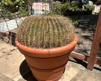 Mature Golden Barrel Cactus Echinocactus grusonii second image