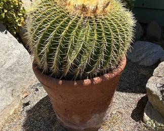 Mature Golden Barrel Cactus Echinocactus grusonii in Terracotta Pot second image