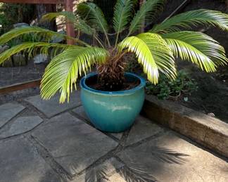 Sago Palm Cycas revoluta in Large Glazed Ceramic Planter
