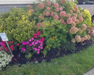 Plants