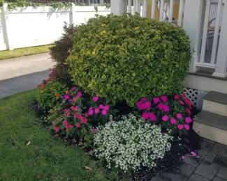 Plants