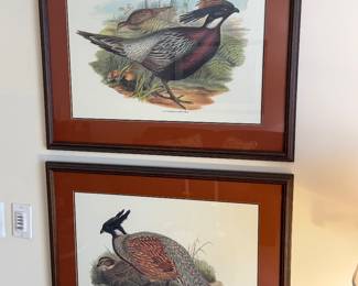 Beautiful avian prints