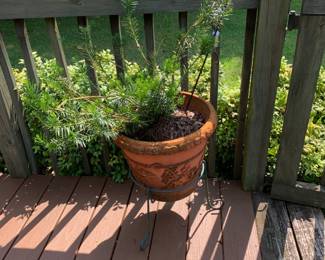 #184	Plastic Pot w/ Metal Stand w/ Live Yew 19"	 $20.00 			