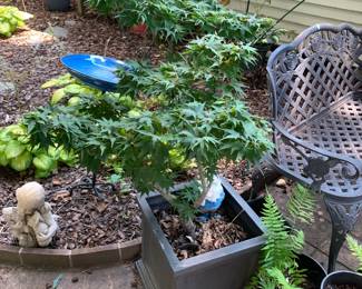 #239	Japanese Maple in Square Pot	 $60.00 			