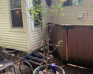 #237	Japanese Maple in Pot	 $60.00 			