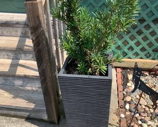 #181	Large Plastic Planter w/ Live Rosemary 26.5x14x14	 $50.00 			 #182	Large Plastic Planter w/ Live Rosemary 26.5x14x14	 $50.00 			
