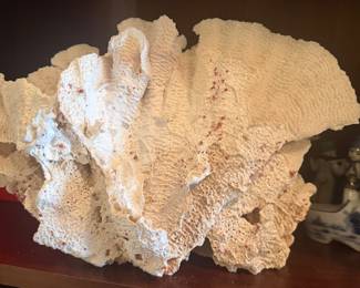 Merulina Coral Specimen