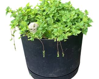 23 - Plastic Planter 16"x16" (Description): Plastic planter measuring 16 inches by 16  inches.