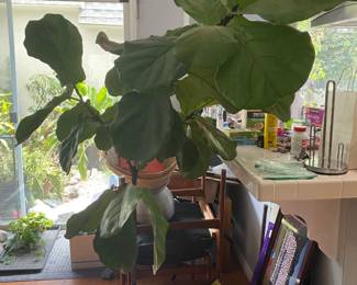 Deer Leaf Tree