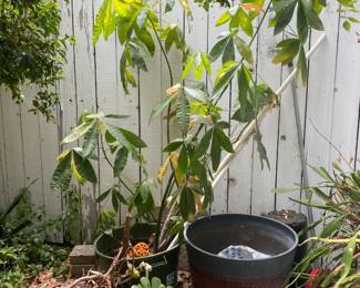 Garden Plants