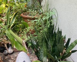 Garden Plants