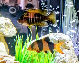 AVAILABLE FOR PRESALE!!!! 6 Cichlid fish plus 1 mature Pleco. SOLD AS A SET with tank, and all accessories. BUYER IS RESPONSIBLE FOR MOVING .