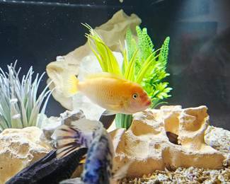 AVAILABLE FOR PRESALE!!!! 6 Cichlid fish plus 1 mature Pleco. SOLD AS A SET with tank, and all accessories. BUYER IS RESPONSIBLE FOR MOVING .