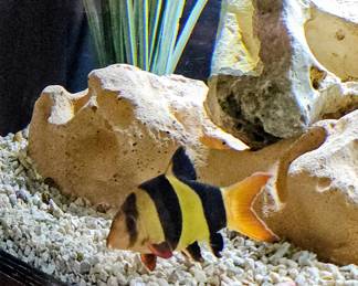 AVAILABLE FOR PRESALE!!!! 6 Cichlid fish plus 1 mature Pleco. SOLD AS A SET with tank, and all accessories. BUYER IS RESPONSIBLE FOR MOVING .