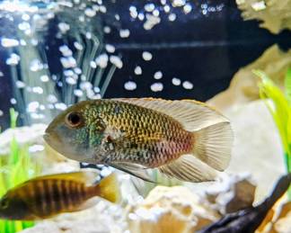 AVAILABLE FOR PRESALE!!!! 6 Cichlid fish plus 1 mature Pleco. SOLD AS A SET with tank, and all accessories. BUYER IS RESPONSIBLE FOR MOVING .