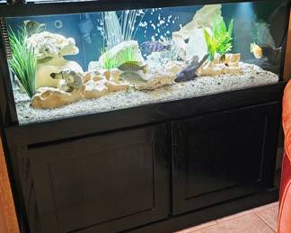 AVAILABLE FOR PRESALE!!!! 6 Cichlid fish plus 1 mature Pleco. SOLD AS A SET with tank, and all accessories. BUYER IS RESPONSIBLE FOR MOVING .