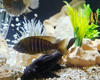 AVAILABLE FOR PRESALE!!!! 6 Cichlid fish plus 1 mature Pleco. SOLD AS A SET with tank, and all accessories. BUYER IS RESPONSIBLE FOR MOVING .