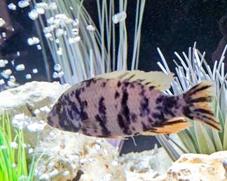 AVAILABLE FOR PRESALE!!!! 6 Cichlid fish plus 1 mature Pleco. SOLD AS A SET with tank, and all accessories. BUYER IS RESPONSIBLE FOR MOVING .