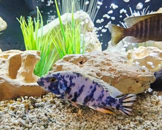 AVAILABLE FOR PRESALE!!!! 6 Cichlid fish plus 1 mature Pleco. SOLD AS A SET with tank, and all accessories. BUYER IS RESPONSIBLE FOR MOVING .