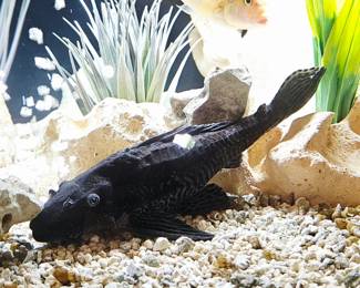 AVAILABLE FOR PRESALE!!!! 6 Cichlid fish plus 1 mature Pleco. SOLD AS A SET with tank, and all accessories. BUYER IS RESPONSIBLE FOR MOVING .
