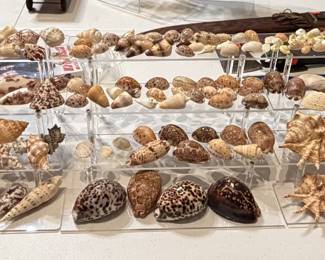 Lots of shells brought back from Guam after WWII