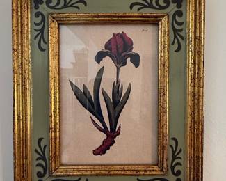 Botanical Print of an Iris by Basilius Besler (Reproduction)