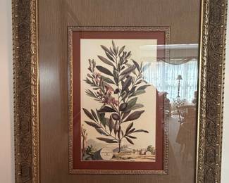 Amygdalus Nana Botanical Engraving by Abraham Munting