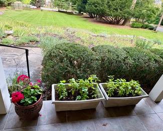 Potted Herbs