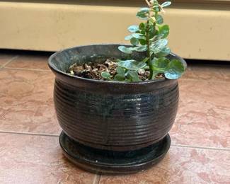 293 pottedgreenhouseplantinceramicplant