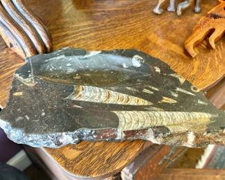 Large Fossil