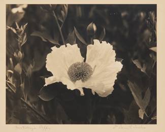 249 Dain L. Tasker (1872-1964) "Matilija Poppy" Gelatin silver print on paper mounted to paperboard From the edition of unknown size and date Signed and titled in pencil on the paperboard mount, just below the sheet: Dr. Dain L. Tasker Image: 7 1/2 x 9 1/8 in.; Mount: 18 1/8 x 14 1/8 in. Estimate: $200 - $300