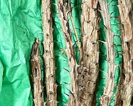 BARE-ROOT OCOTILLO STALKS - CANDLEWOOD
