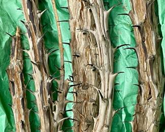 BARE-ROOT OCOTILLO STALKS - CANDLEWOOD