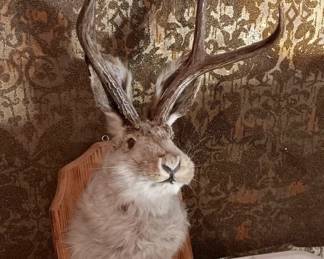 Taxidermy Jackalope