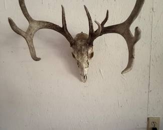 Antlers