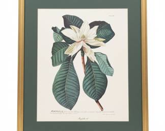 Magnolia Folia Ovato Oblongis Print by Georg Dionysius Ehret